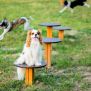 Miniaturka Hunde Mini-Trittplattformen (4)