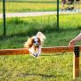Miniaturka Hunde Hochsprungstangen (2)