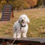 Miniaturka Schaukel für Hunde (3)