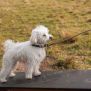 Miniaturka Schaukel für Hunde (4)
