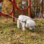 Miniaturka Doppelte Durchsprungringe für Hunde (7)