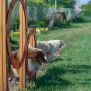 Miniaturka Doppelte Durchsprungringe für Hunde (2)