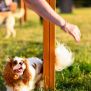 Miniaturka Slalom für Hunde (9)