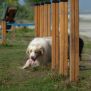Miniaturka Slalom für Hunde (2)