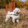 Miniaturka Slalom für Hunde (7)